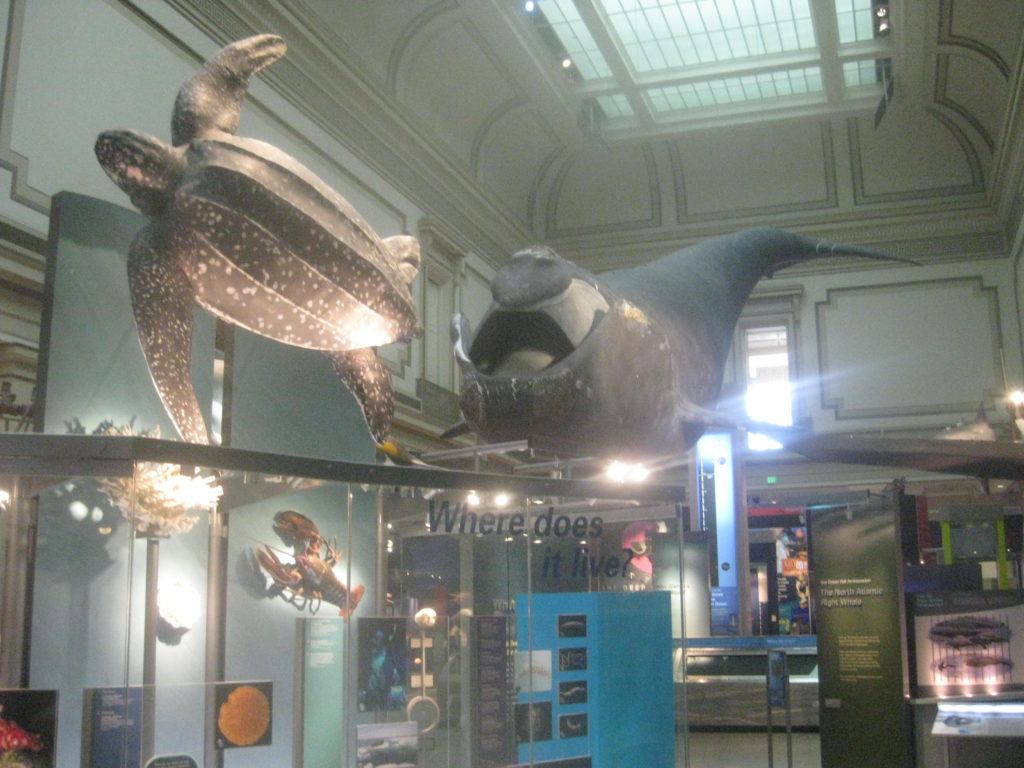 National Museum of Natural History Whale Turtle
