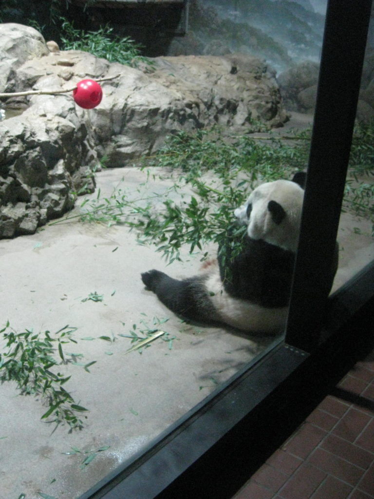National_Zoo_Giant_Panda