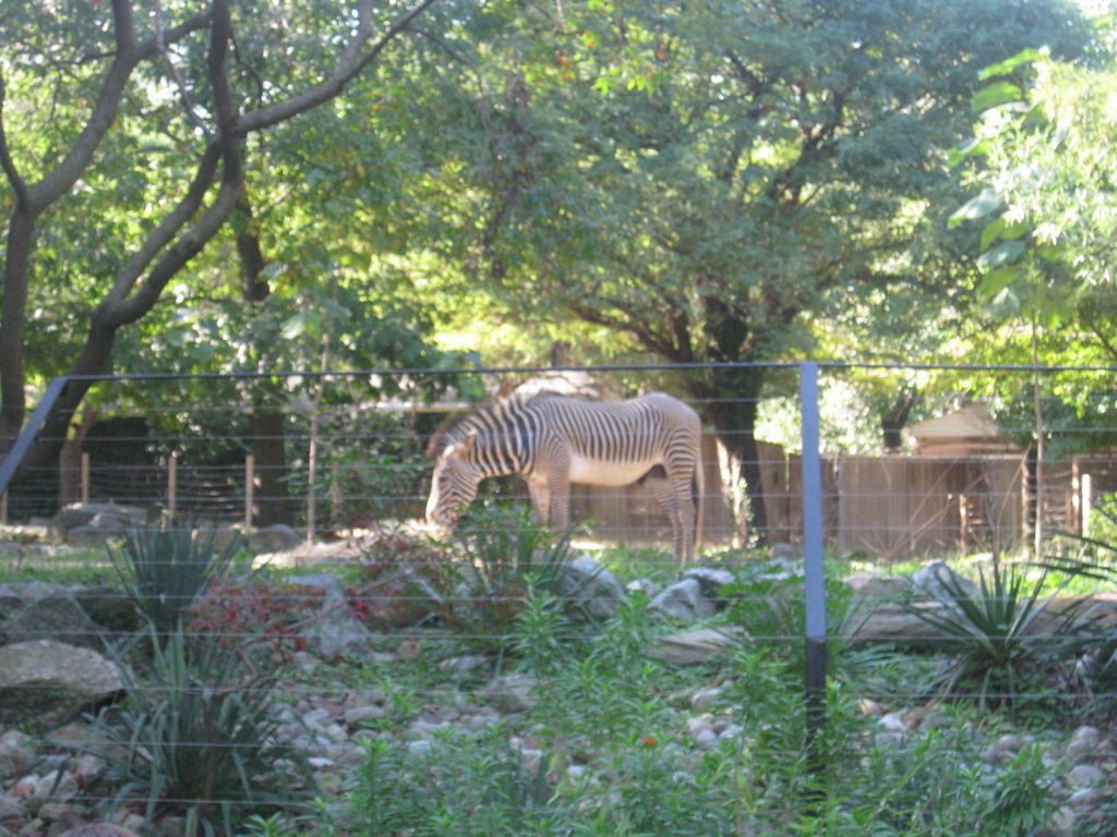 National_Zoo_Zebra