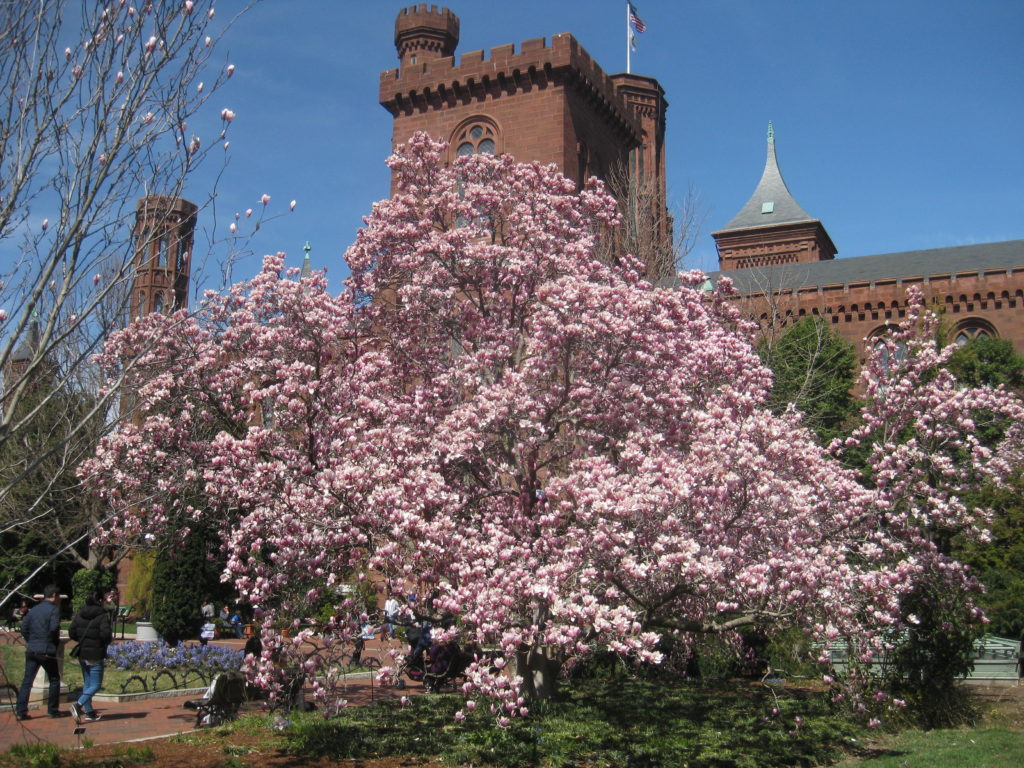 Smithsonian_Building_Castle_cherry_blossoms