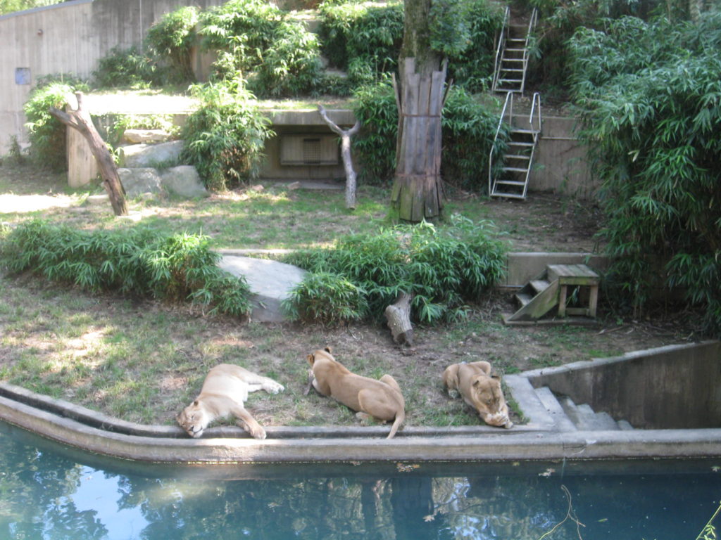 IMG 3180 1024x768 - Smithsonian National Zoological Park in Washington D.C.
