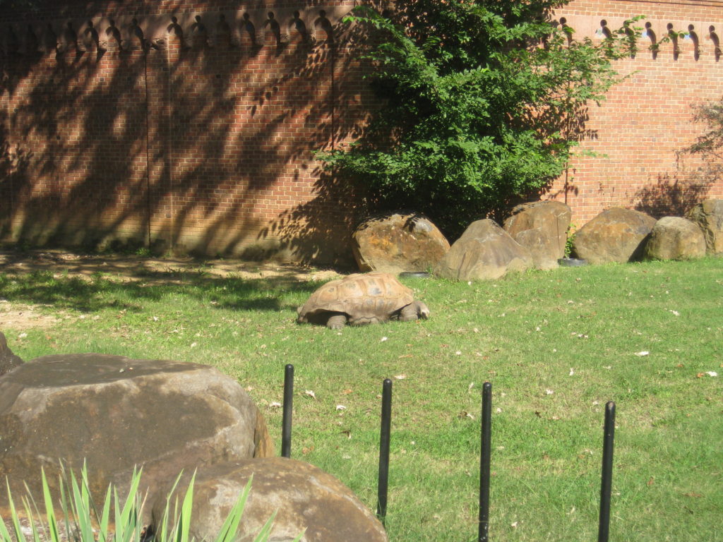 IMG 3190 1024x768 - Smithsonian National Zoological Park in Washington D.C.