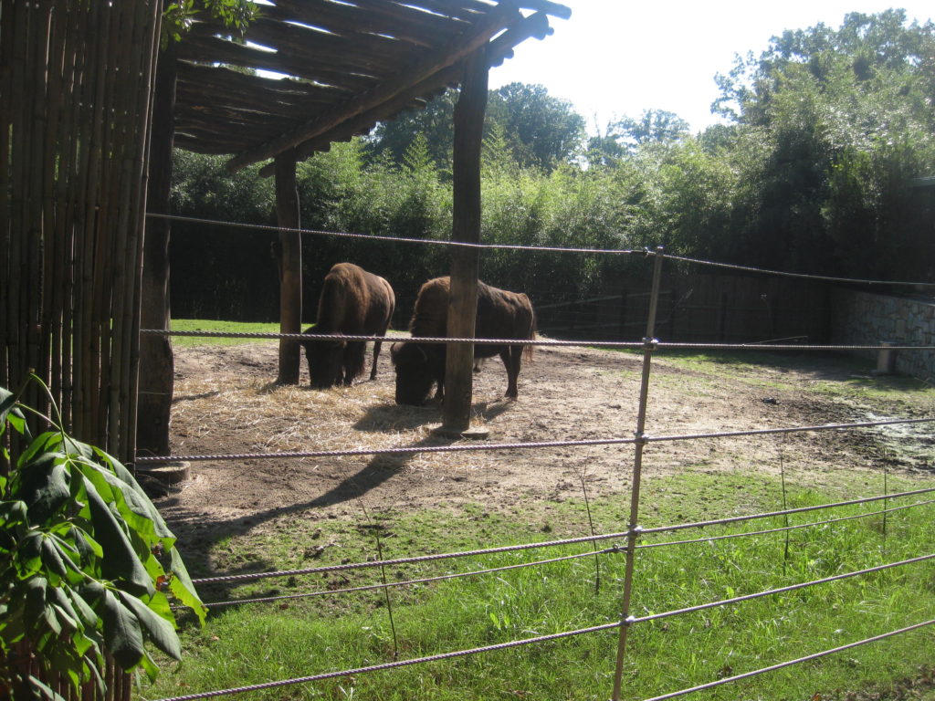 IMG 3204 1024x768 - Smithsonian National Zoological Park in Washington D.C.