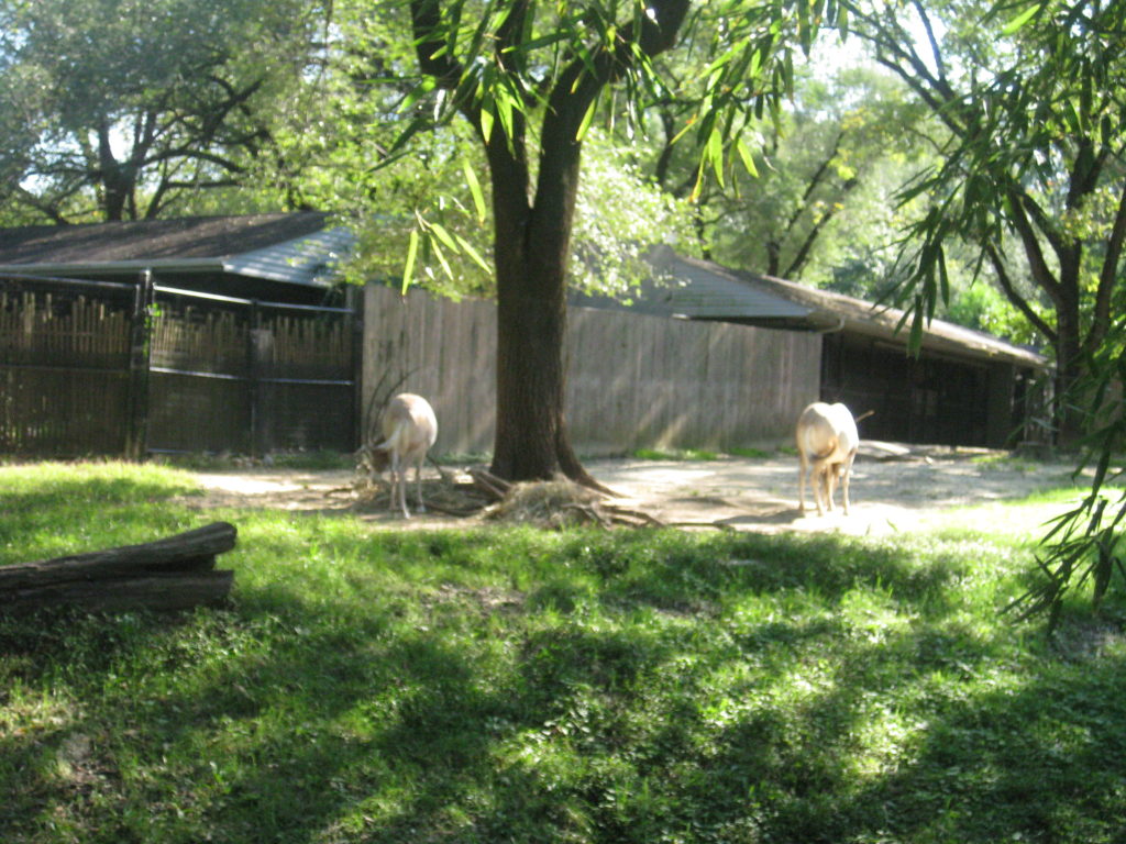 IMG 3210 1024x768 - Smithsonian National Zoological Park in Washington D.C.