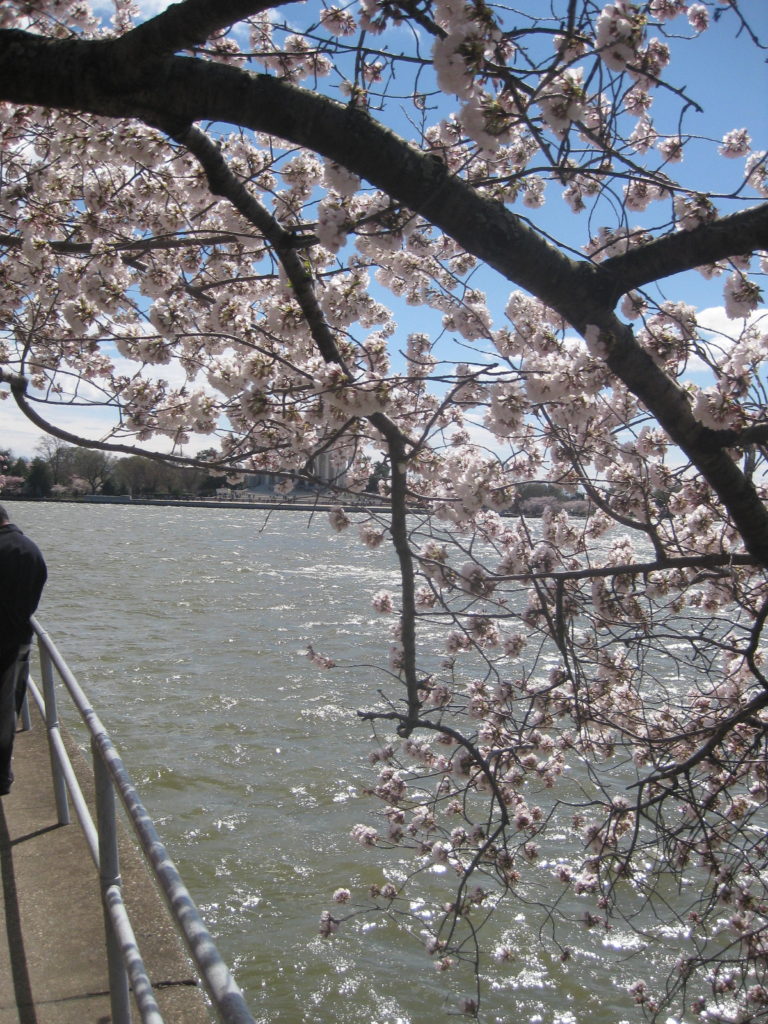 cherry blossom jefferson memorial washington dc e1554073232450 768x1024 - Washington D.C. and Cherry Blossoms 2019