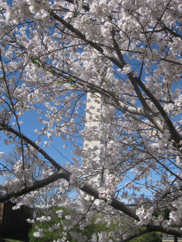 cherry blossom washington monument e1554073125492 768x1024 - Washington D.C. and Cherry Blossoms 2019
