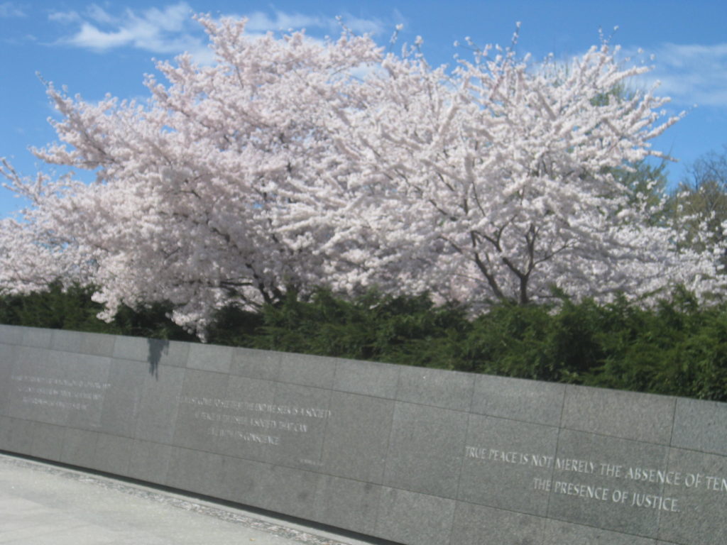 cherry blossoms martin luther king memorial 1024x768 - Washington D.C. and Cherry Blossoms 2019