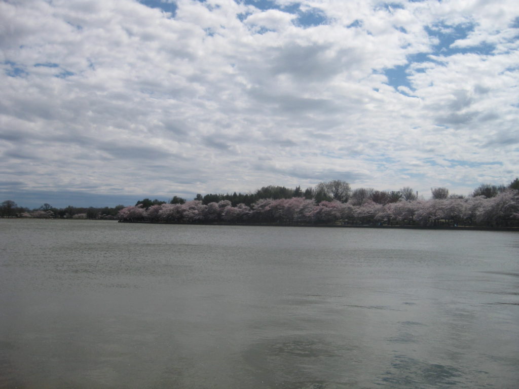 cherry blossoms tidal basin waterfront 1024x768 - Washington D.C. and Cherry Blossoms 2019