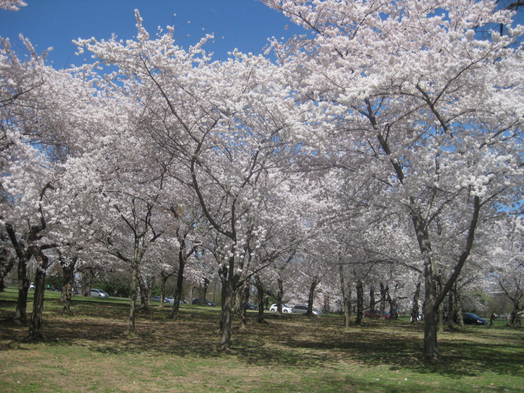 cherry blossoms washington dc 1024x768 - Washington D.C. and Cherry Blossoms 2019