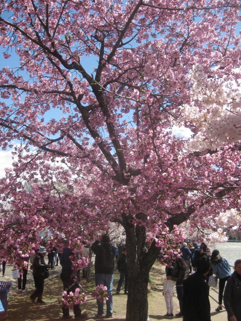 pink cherry blossoms washington dc festival e1554073321821 768x1024 - Washington D.C. and Cherry Blossoms 2019