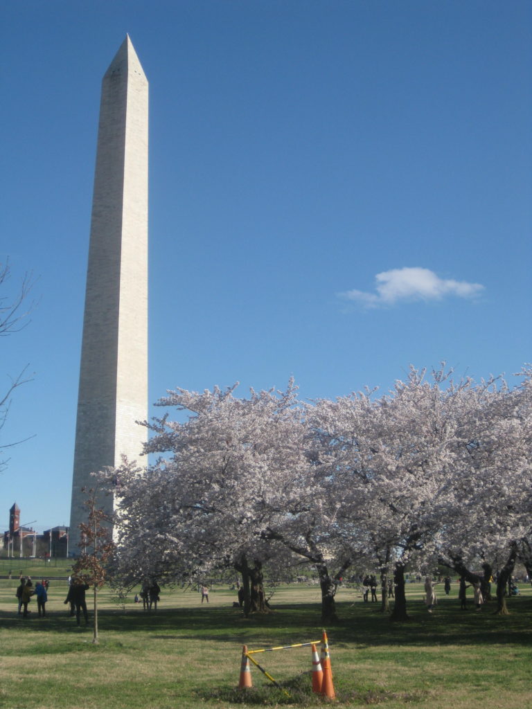 washington monument cherry blossoms dc e1554072981275 768x1024 - Washington D.C. and Cherry Blossoms 2019