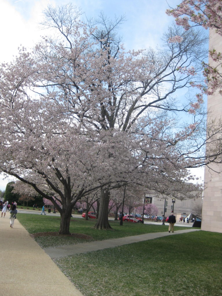 cherry blossom national art gallery e1554678648918 768x1024 - Washington D.C., Cherry Blossoms, and National Museum of African Art April 2019