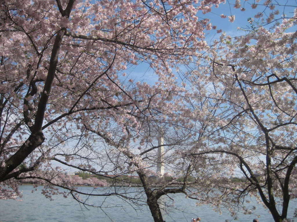 cherry blossom tidal basin washington monument 1024x768 - Washington D.C., Cherry Blossoms, and National Museum of African Art April 2019