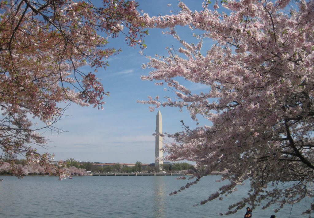 tidal basin cherry blossom washington monument 1024x712 - Washington D.C., Cherry Blossoms, and National Museum of African Art April 2019